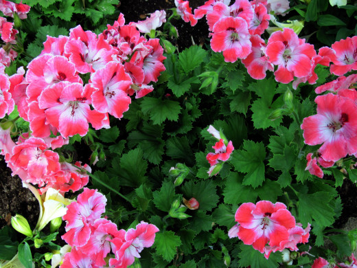 1050054 (a): :2560x1920